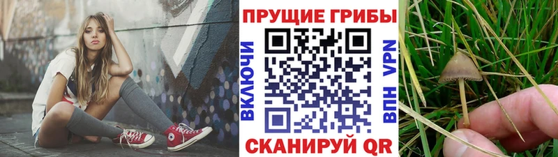 Псилоцибиновые грибы Psilocybe Краснодар